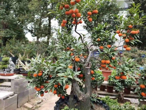 壽命長 的10種花,寓意好,格調高,老人見了眉開眼笑