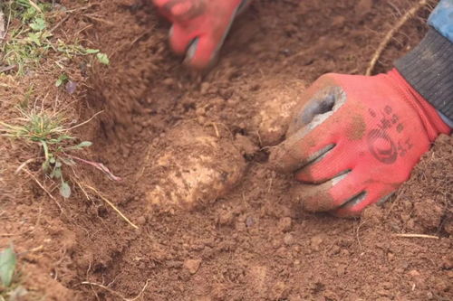 彝良農副產品加工廠 走綠色發展道路 培育優質天麻品牌